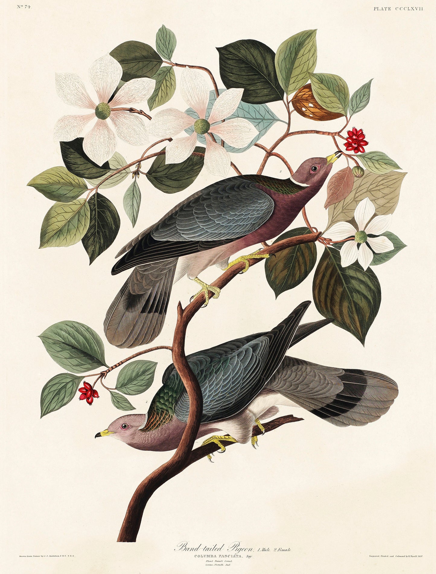 Audubon's Birds of America Birds of Prey & Large Birds [71 Images]