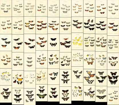 Illustrations of New Species of Exotic Butterflies [60 Images]