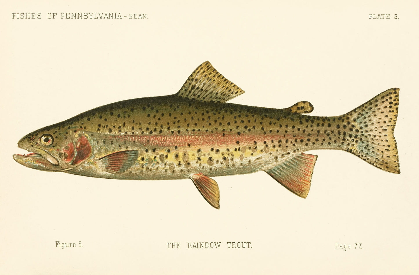 Fish of Pennsylvania Whitened [15 Images]