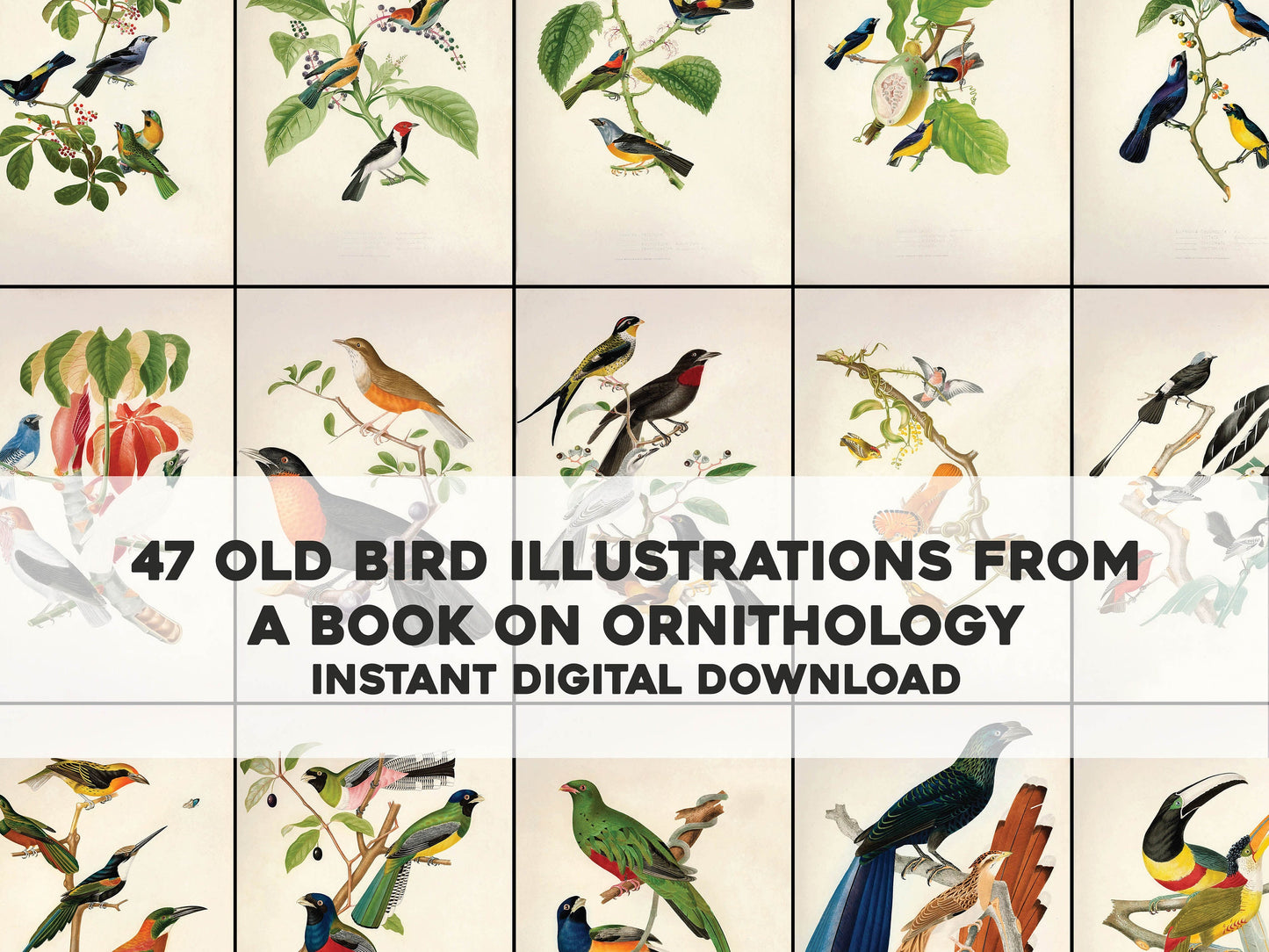 Brazilian Ornithology History of the Birds of Brazil [47 Images]
