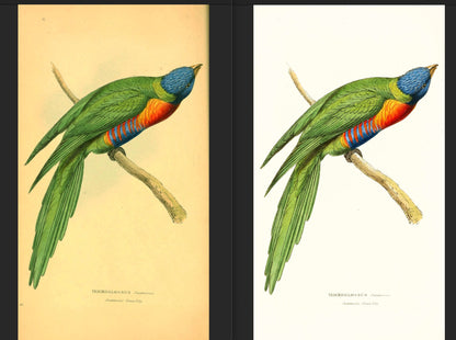 Zoological Illustrations of New Rare or Interesting Animals [54 Images]