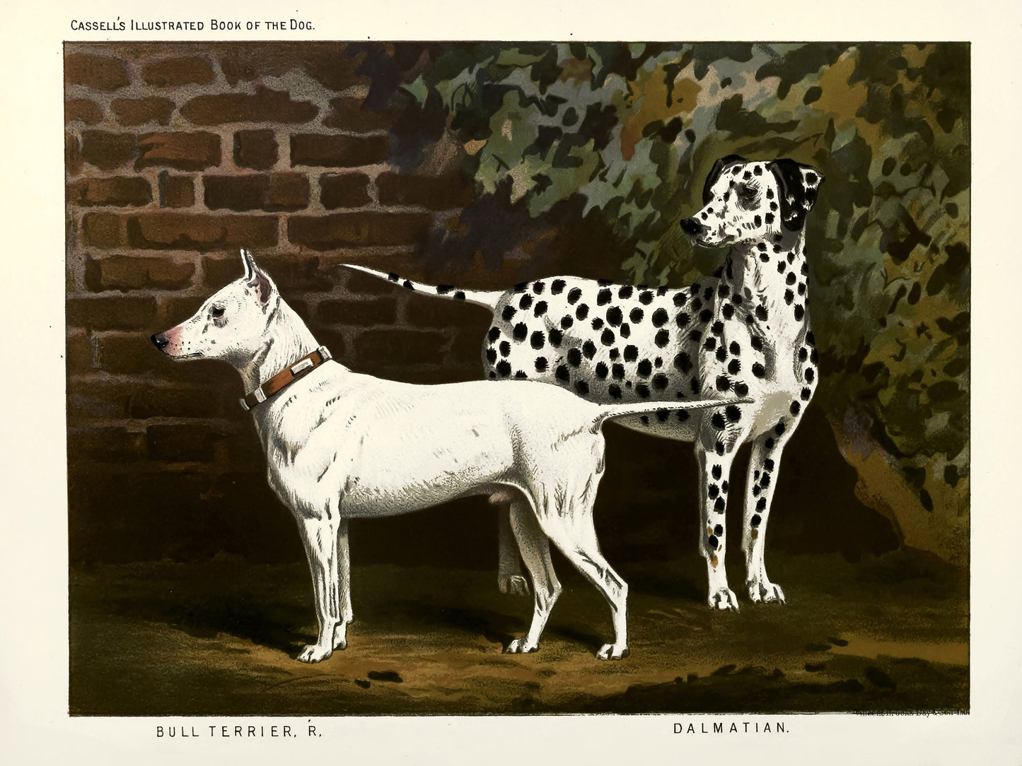 The Illustrated Book of the Dog [28 Images]
