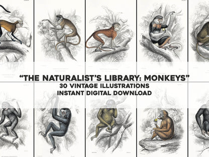 Jardine The Naturalist's Library Monkeys [30 Images]