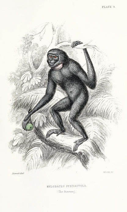 Jardine The Naturalist's Library Monkeys [30 Images]