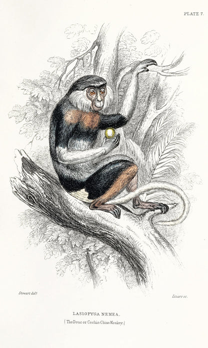 Jardine The Naturalist's Library Monkeys [30 Images]