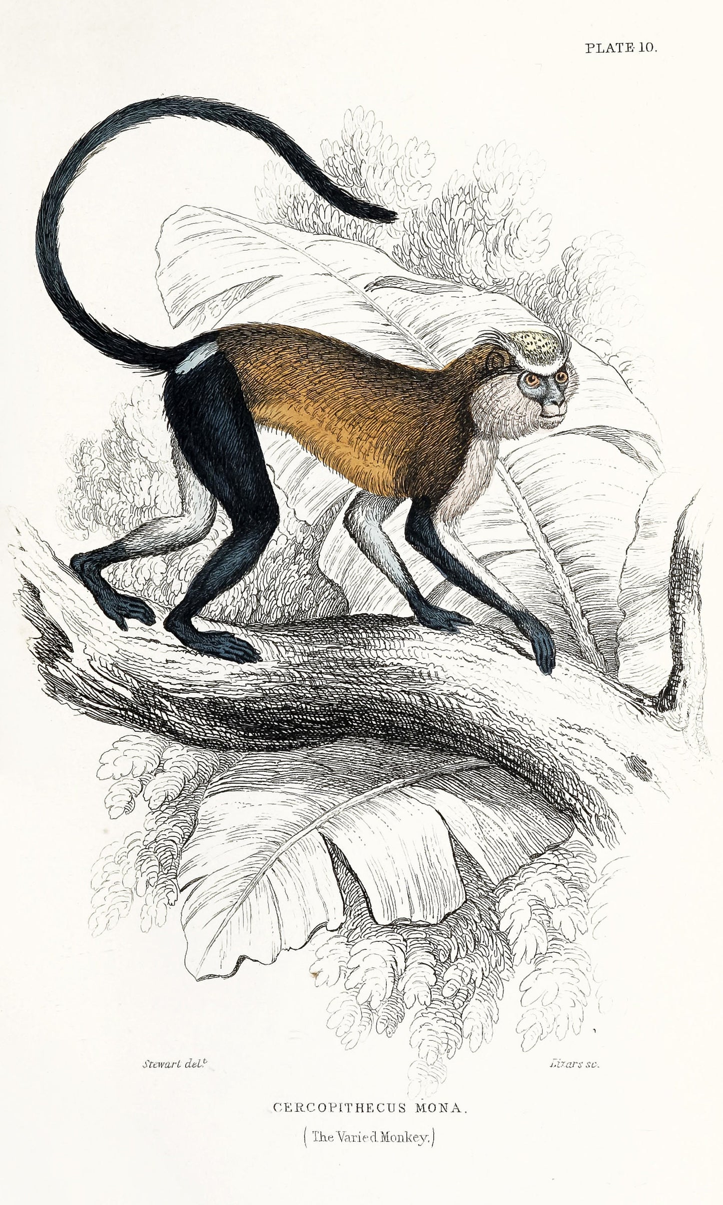 Jardine The Naturalist's Library Monkeys [30 Images]