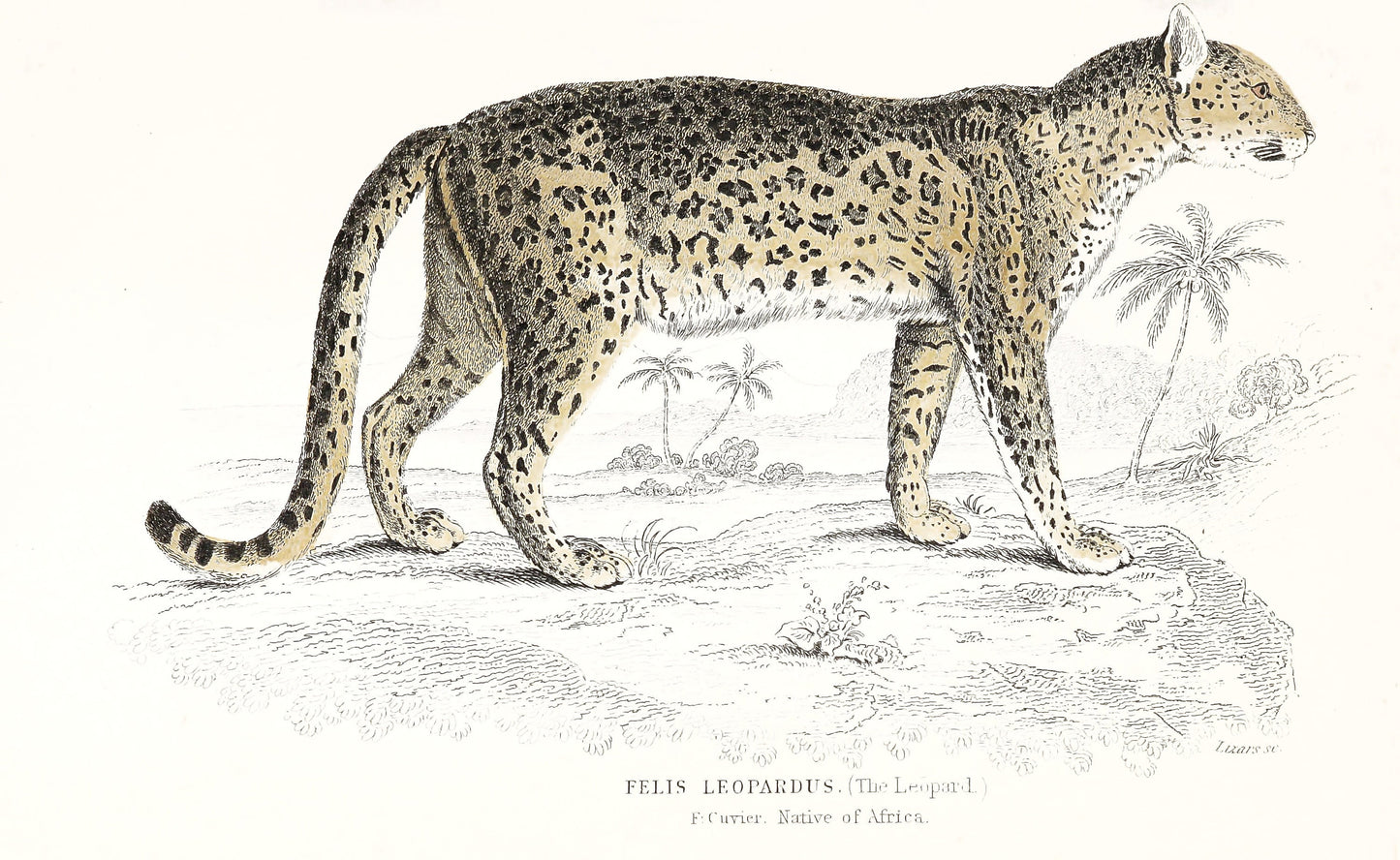 Jardine The Naturalist's Library Lions Tigers Big Cats [36 Images]