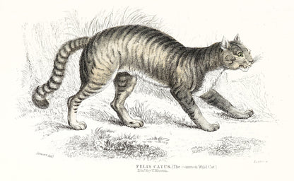 Jardine The Naturalist's Library Lions Tigers Big Cats [36 Images]