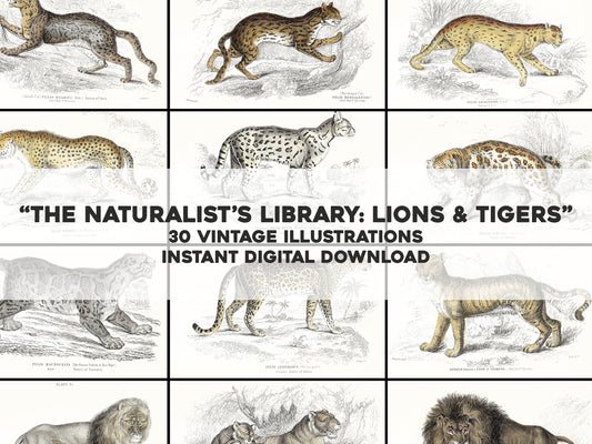 Jardine The Naturalist's Library Lions Tigers Big Cats [36 Images]