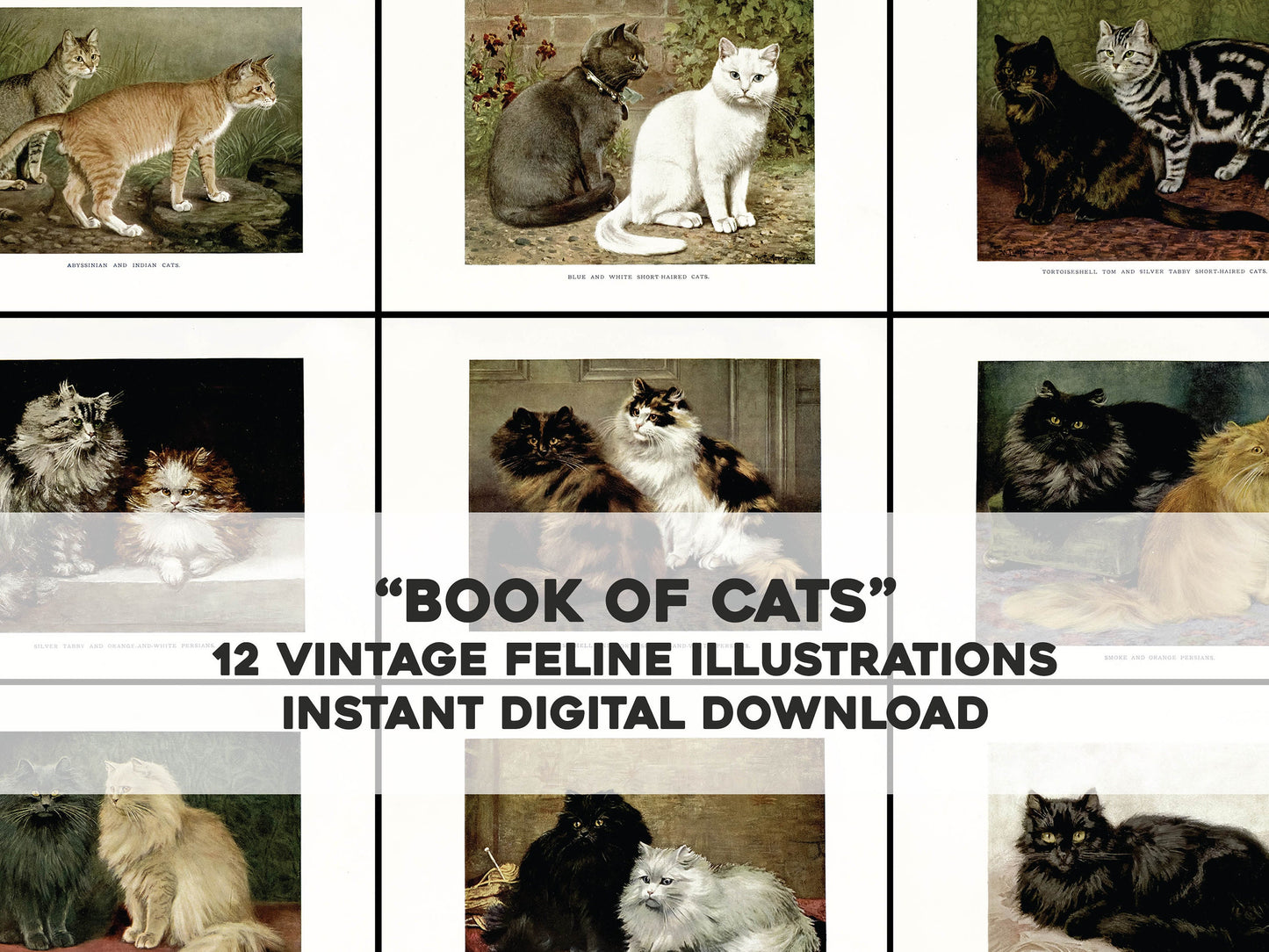 The Book of the Cat [12 Images]