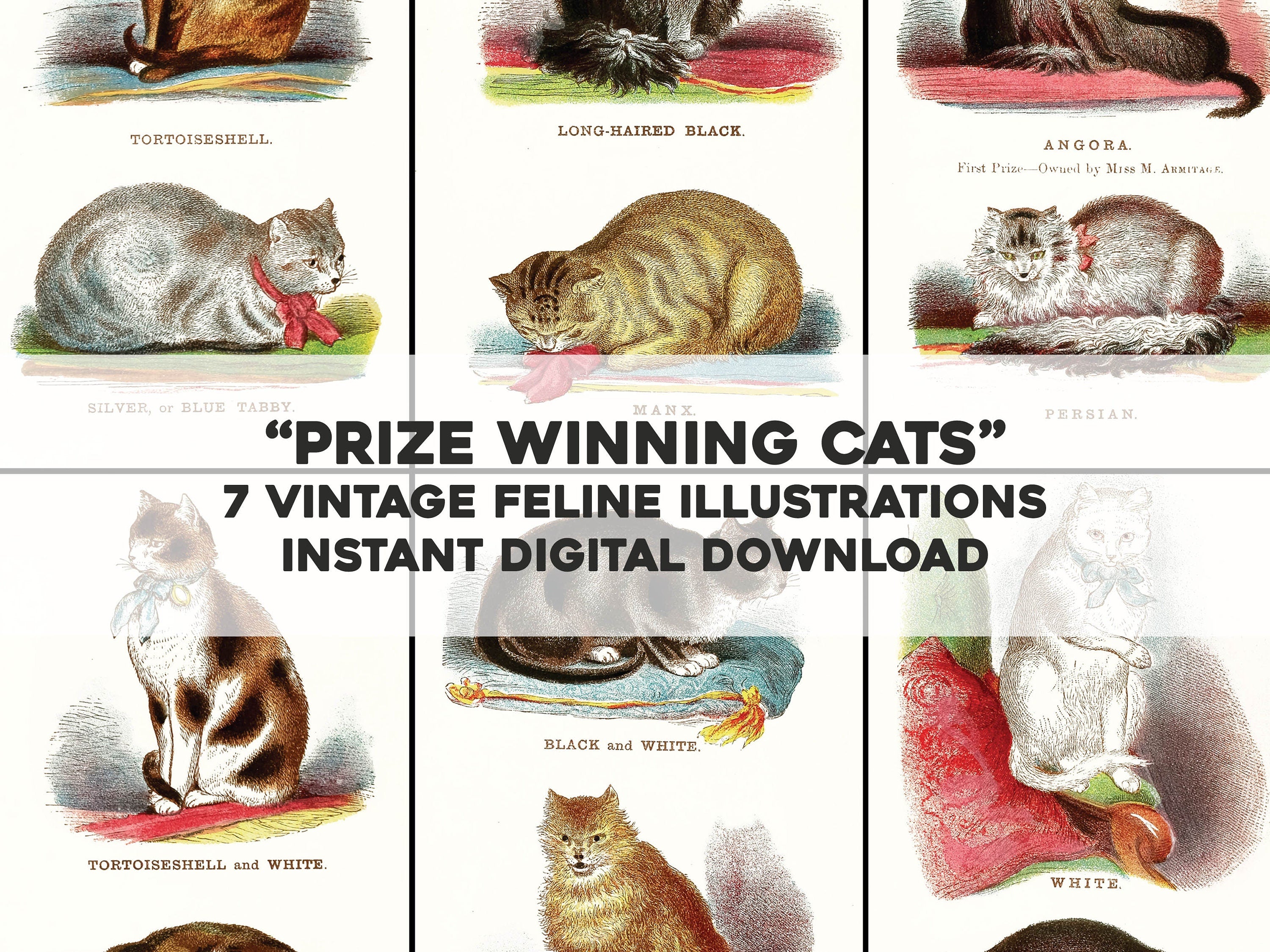 Cats: their points and characteristics | Animal Images - CleanArchives