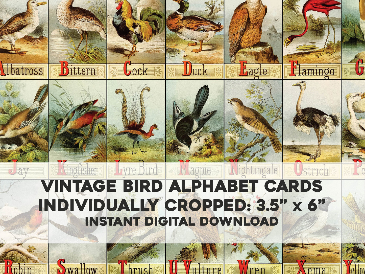 Picture Alphabet of Birds [24 Images]