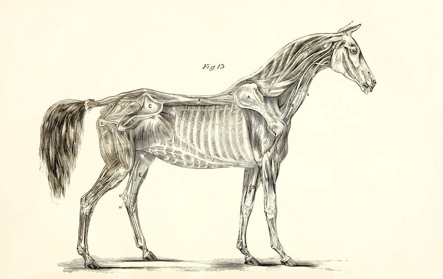 The Anatomy & Physiology of the Horse [20 Images]