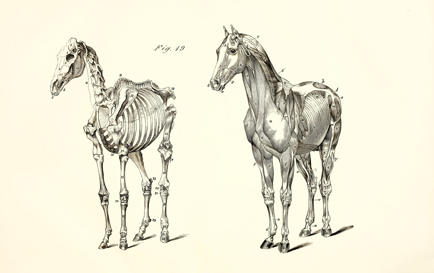 The Anatomy & Physiology of the Horse [20 Images]