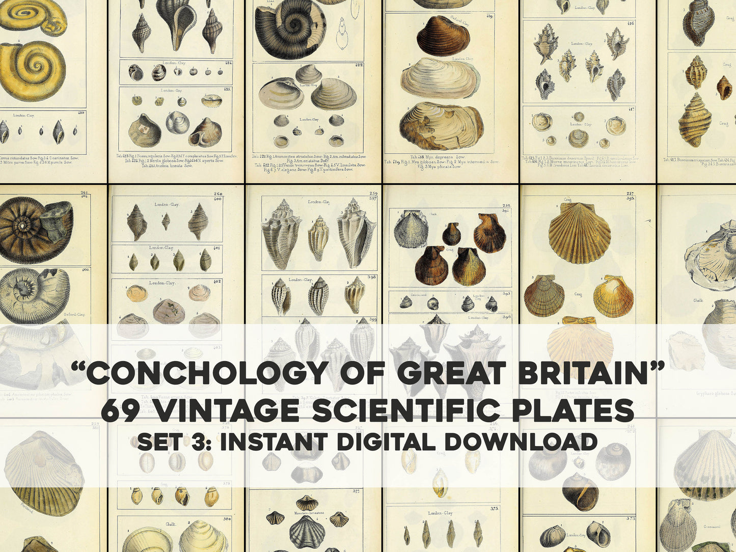 Mineralogical Conchology of Great Britain Set 3 [69 Images]