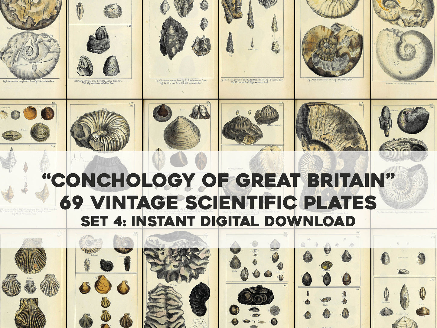 Mineralogical Conchology of Great Britain Set 4 [69 Images]