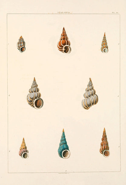 Conchology or the Natural History of Shells [61 Images]