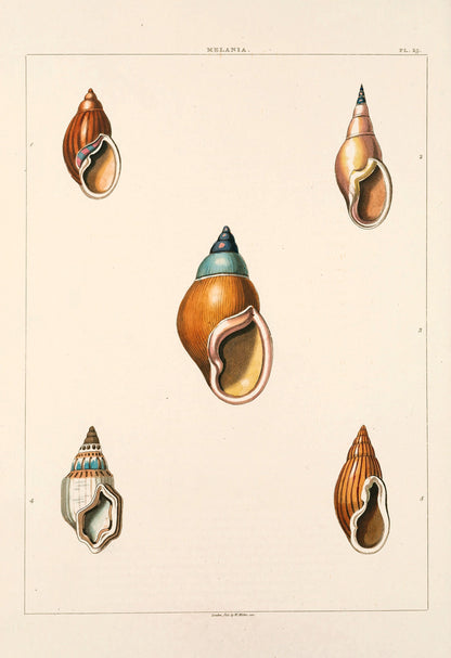 Conchology or the Natural History of Shells [61 Images]