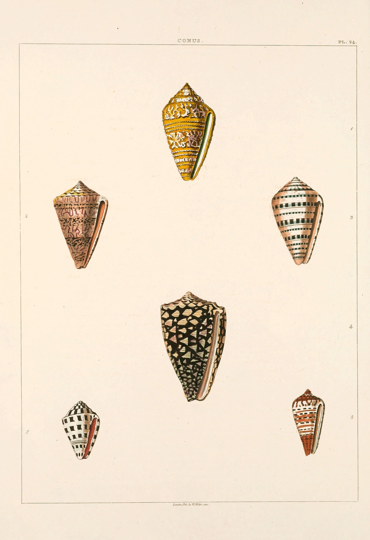 Conchology or the Natural History of Shells [61 Images]