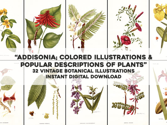 Addisonia: Colored Illustrations & Descriptions of Plants Set 1 [32 Images]