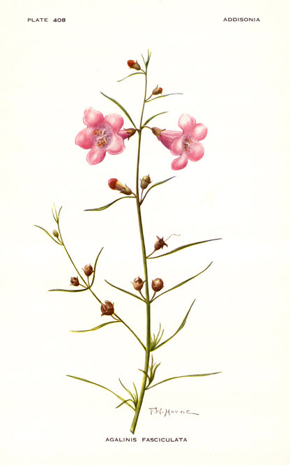 Addisonia: Colored Illustrations & Descriptions of Plants Set 1 [32 Images]