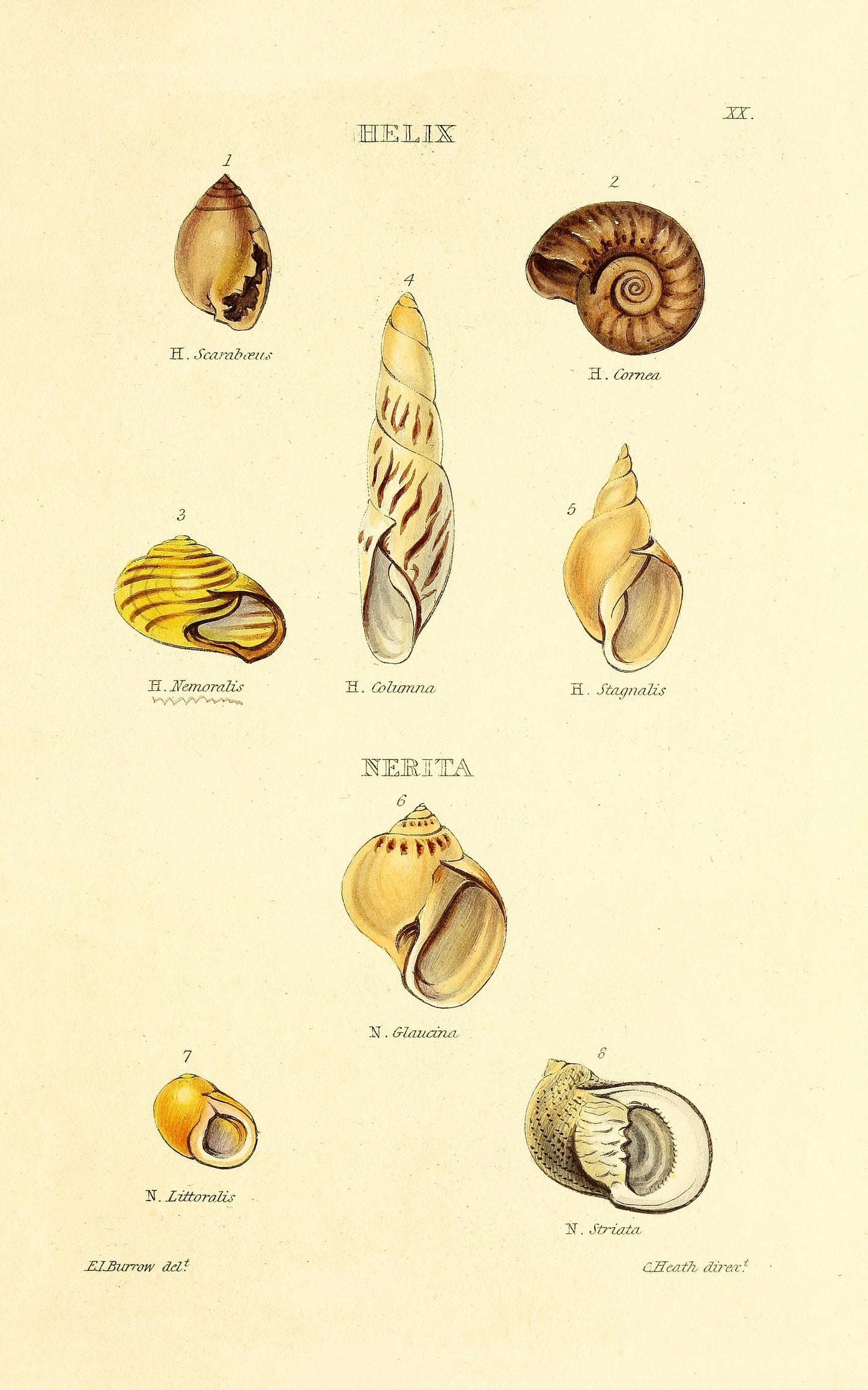 Elements of Conchology [26 Images]