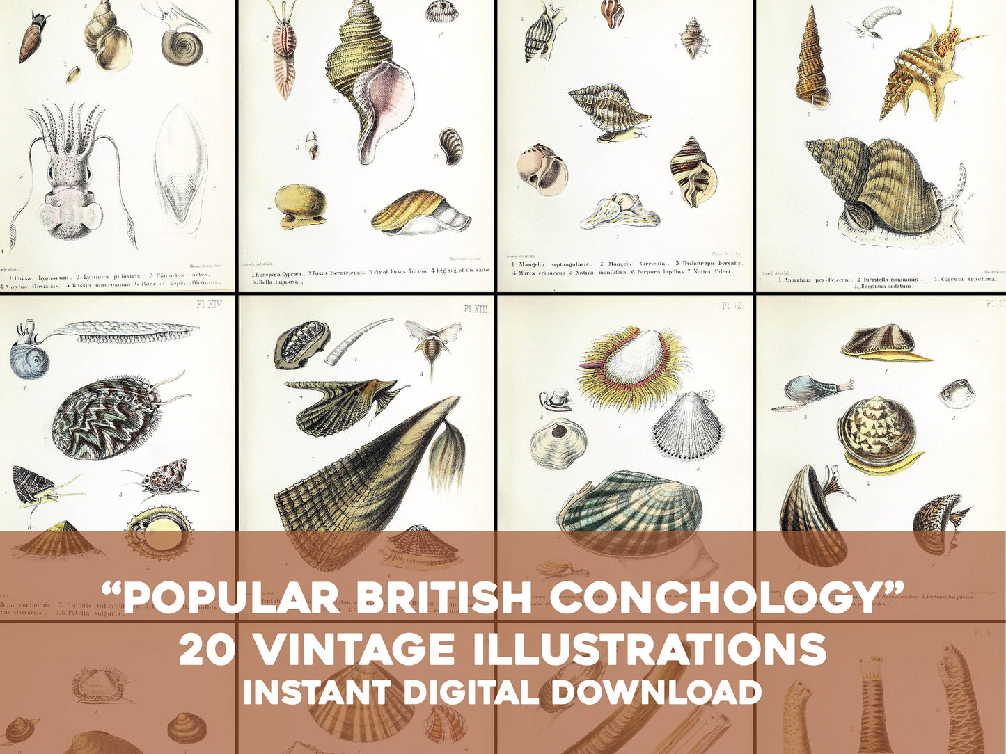 Popular British Conchology [20 Images]