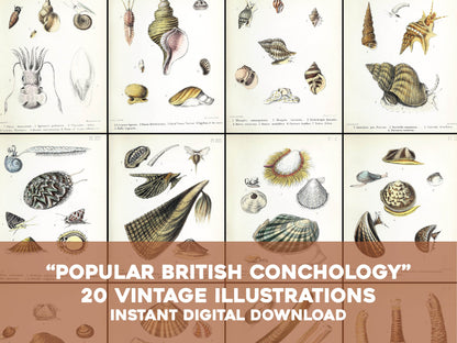 Popular British Conchology [20 Images]