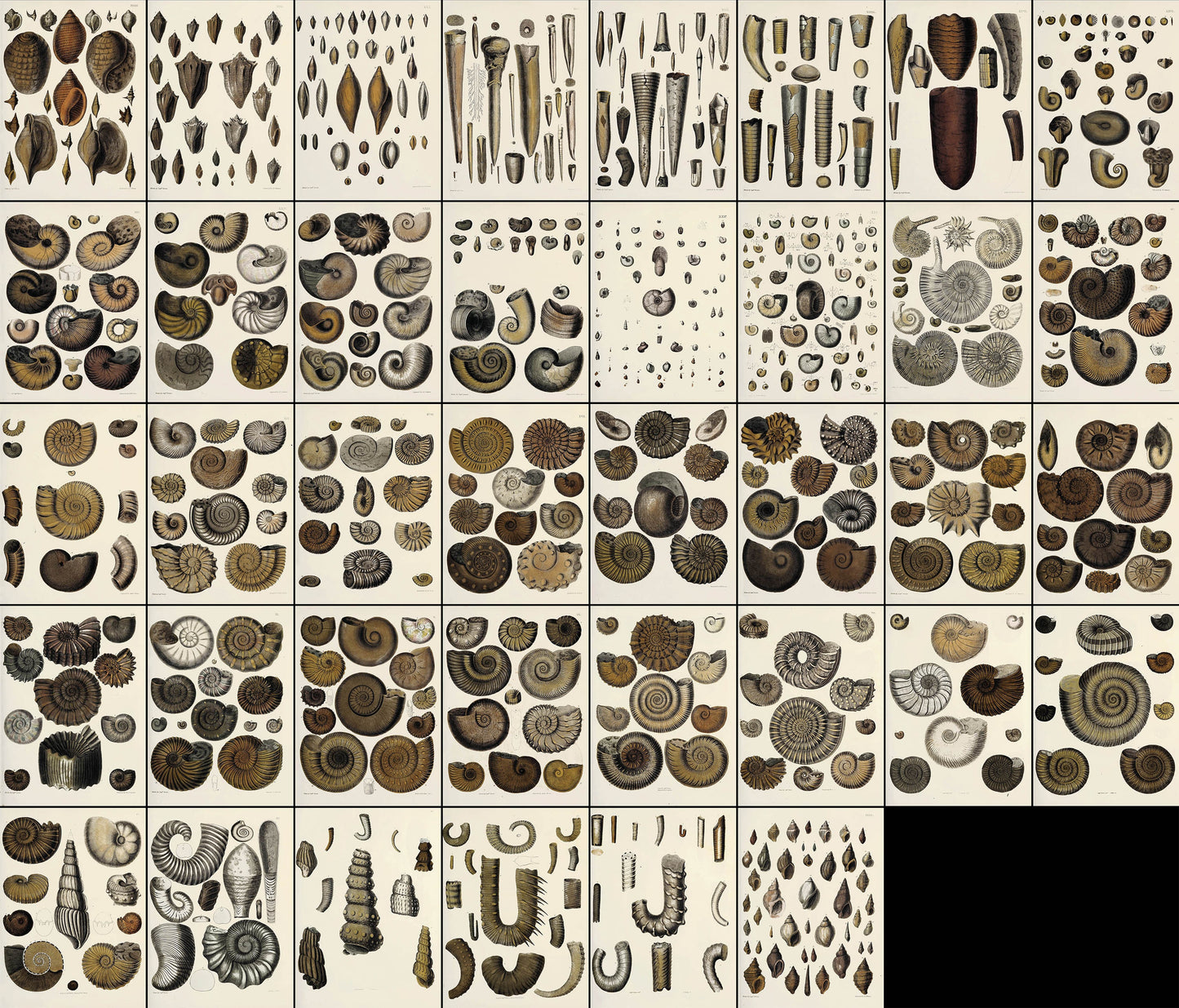 Fossil Conchology of Great Britain & Ireland Set 1 [38 Images]