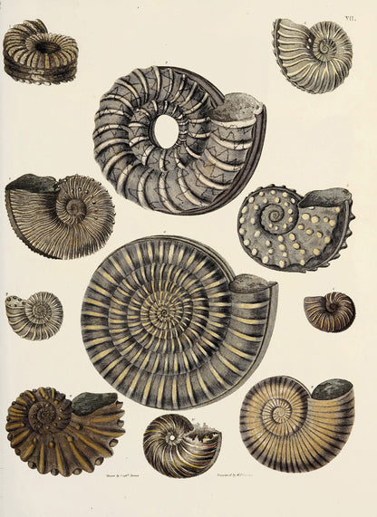 Fossil Conchology of Great Britain & Ireland Set 1 [38 Images]