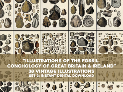 Fossil Conchology of Great Britain & Ireland Set 2 [38 Images]