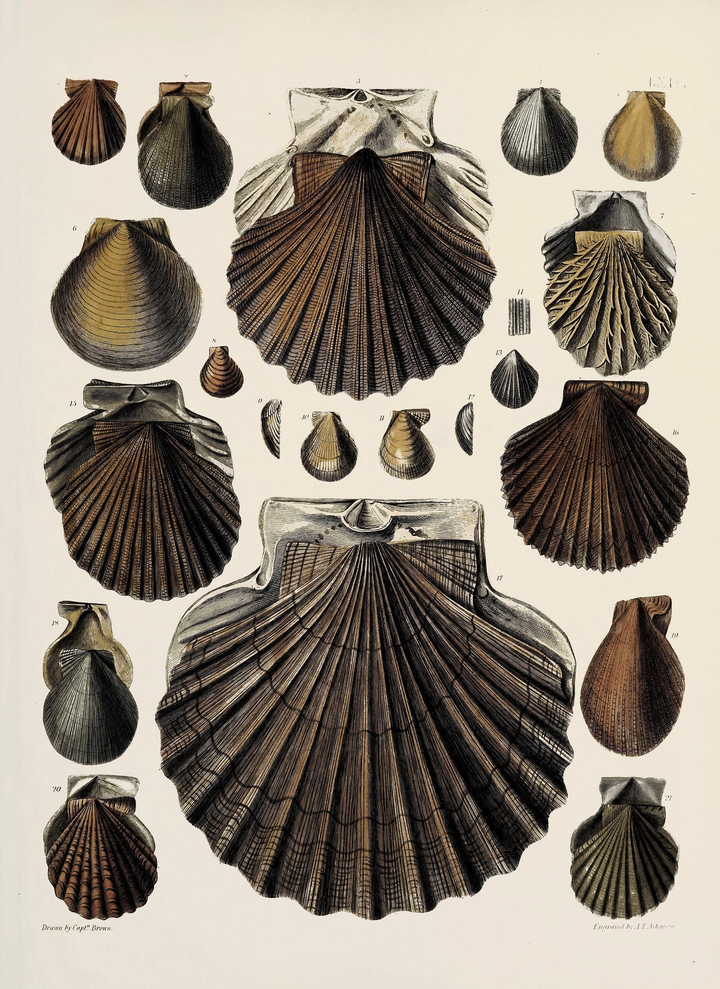 Fossil Conchology of Great Britain & Ireland Set 3 [38 Images]