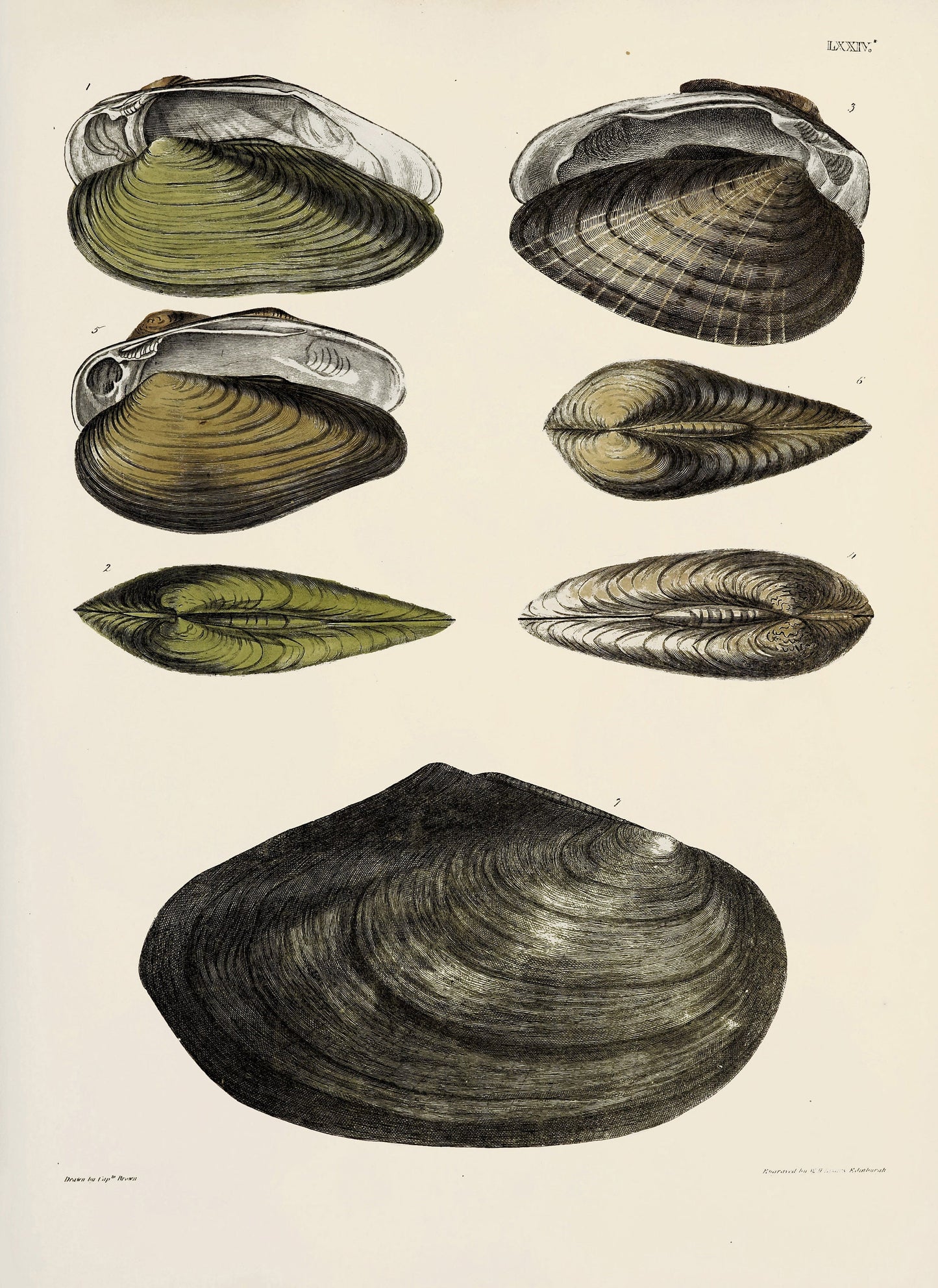 Fossil Conchology of Great Britain & Ireland Set 3 [38 Images]