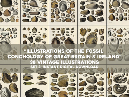 Fossil Conchology of Great Britain & Ireland Set 3 [38 Images]