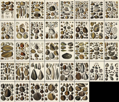 Fossil Conchology of Great Britain & Ireland Set 3 [38 Images]