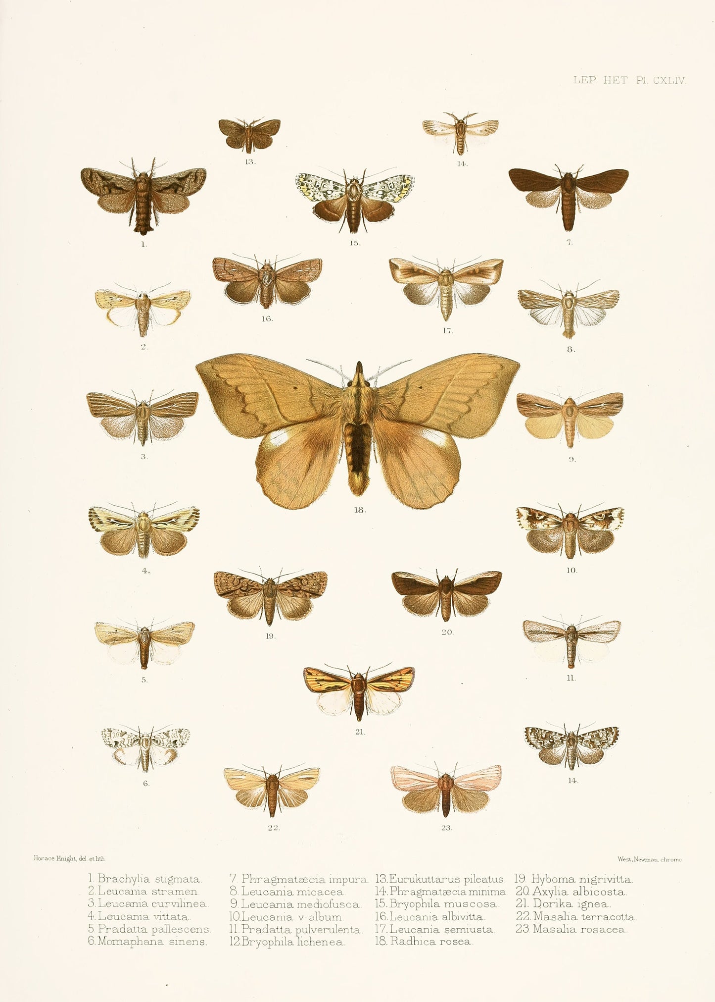 Illustrations of Typical Species of Lepidoptera [18 Images]
