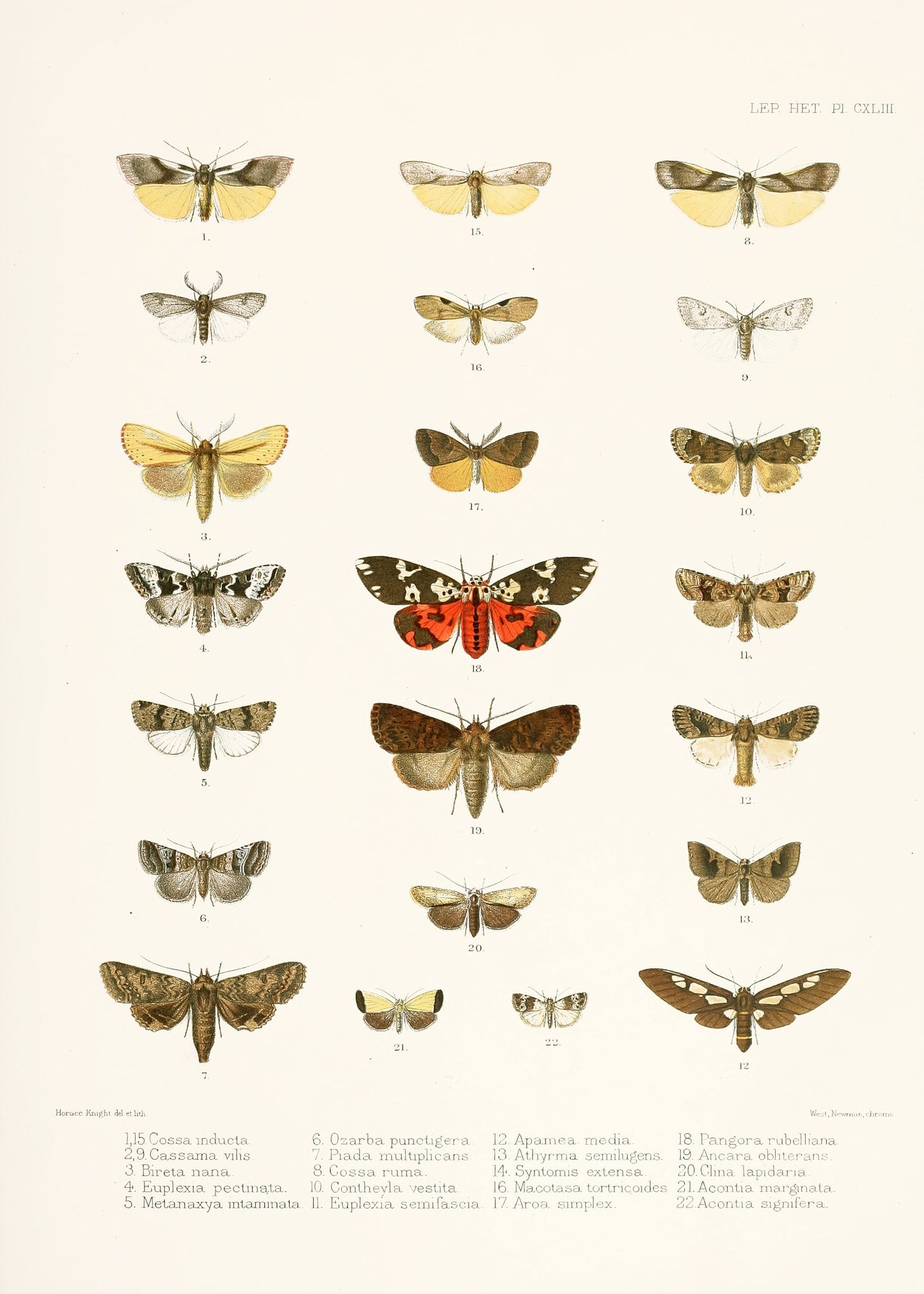 Illustrations of Typical Species of Lepidoptera [18 Images]