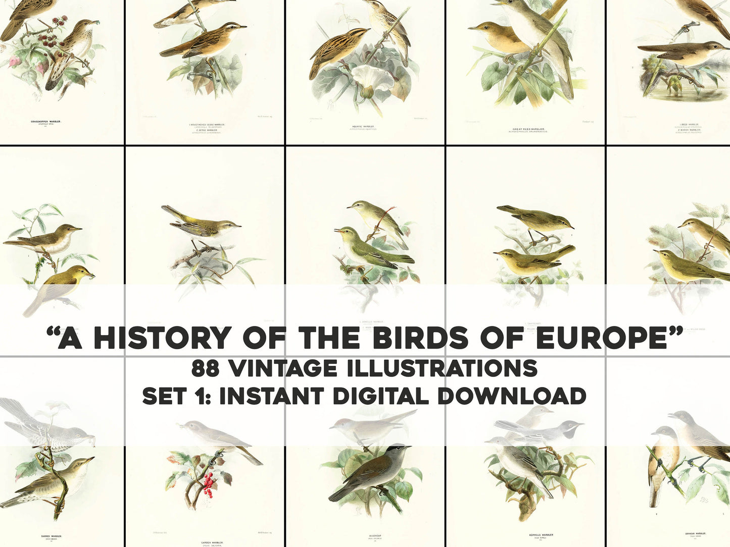 A History of the Birds of Europe Set 1 [88 Images]