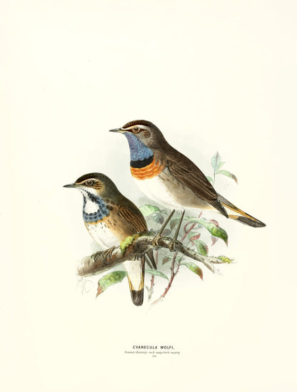 A History of the Birds of Europe Set 1 [88 Images]