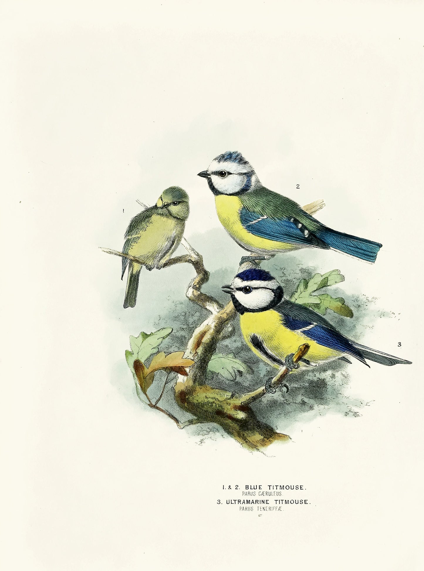 A History of the Birds of Europe Set 2 [43 Images]