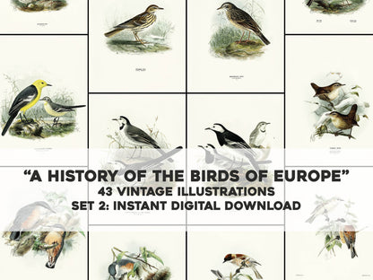 A History of the Birds of Europe Set 2 [43 Images]