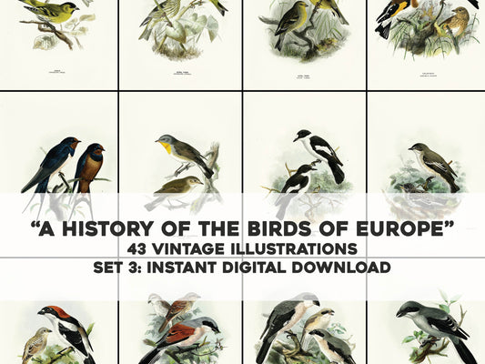 A History of the Birds of Europe 3 [43 Images]