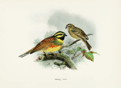 A History of the Birds of Europe Set 4 [46 Images]