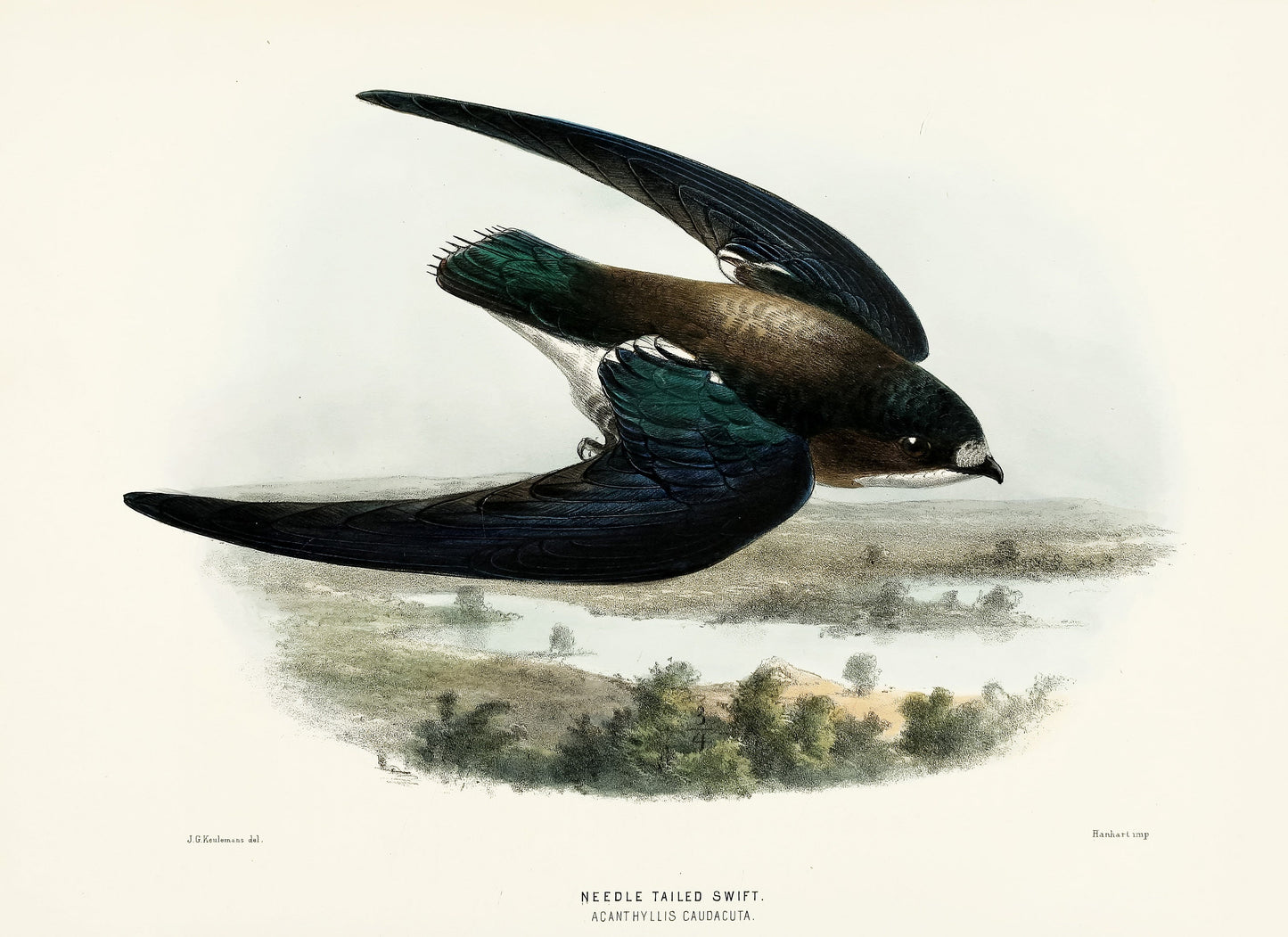 A History of the Birds of Europe Set 5 [45 Images]