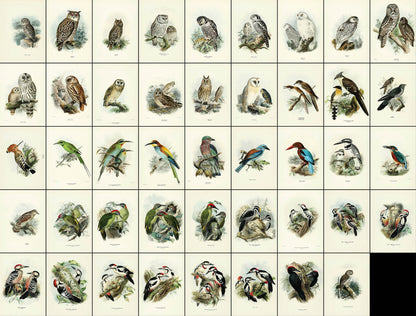 A History of the Birds of Europe Set 6 [44 Images]