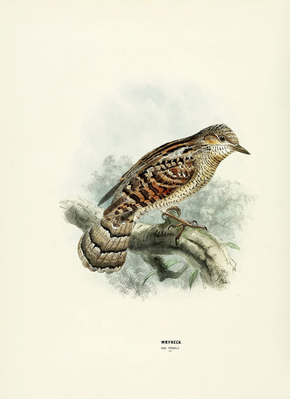 A History of the Birds of Europe Set 6 [44 Images]