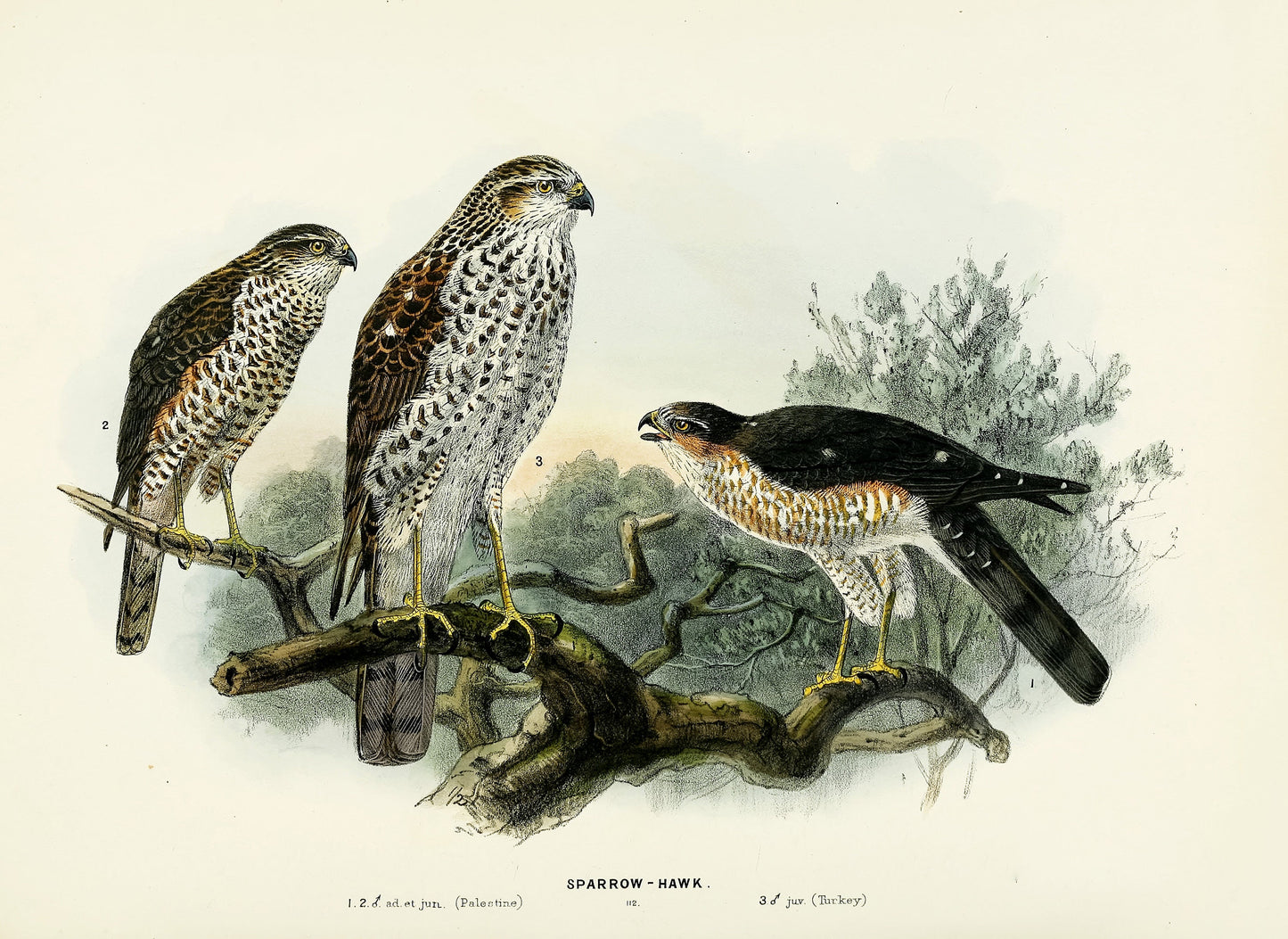 A History of the Birds of Europe Set 7 [45 Images]