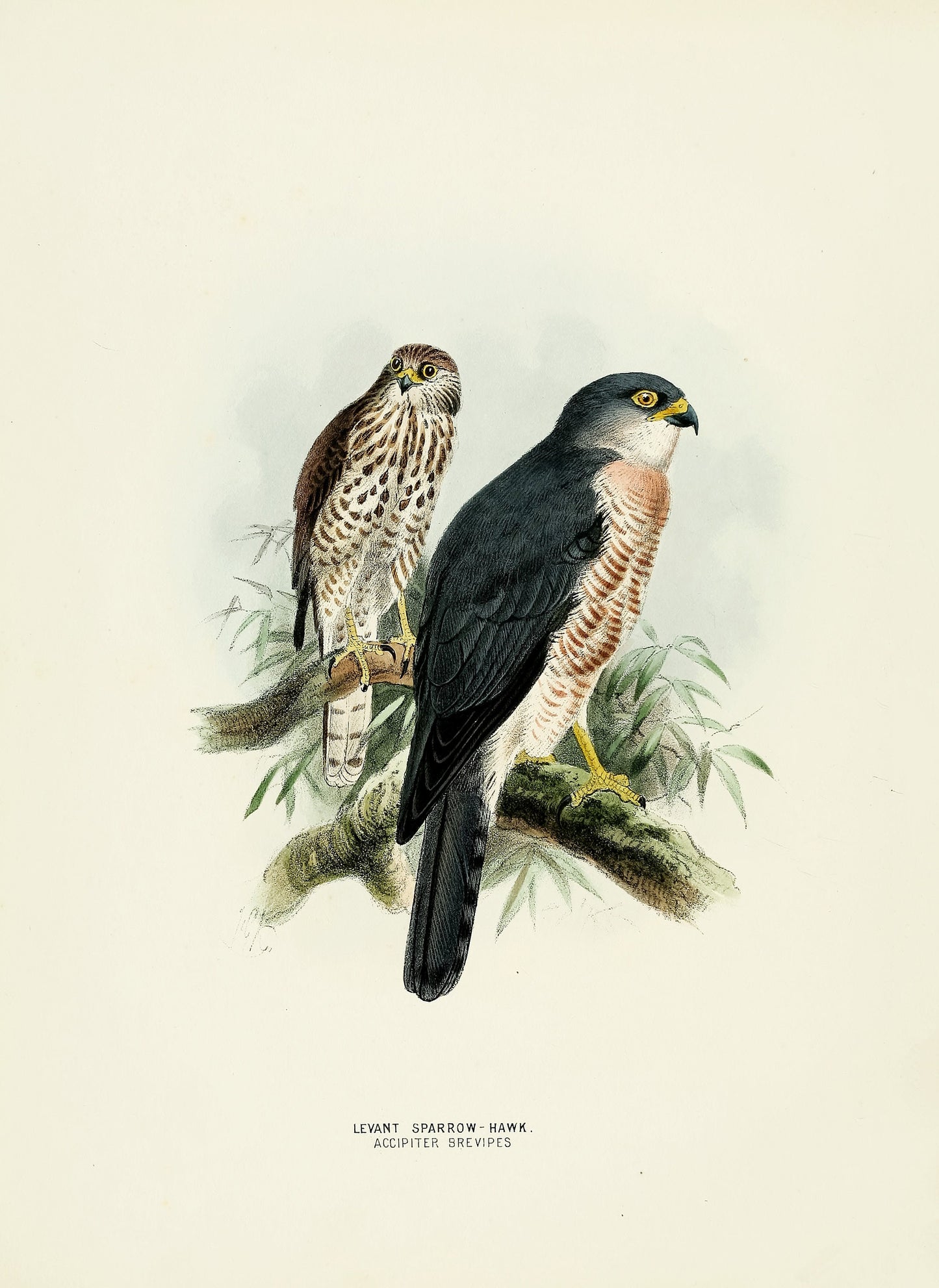 A History of the Birds of Europe Set 7 [45 Images]