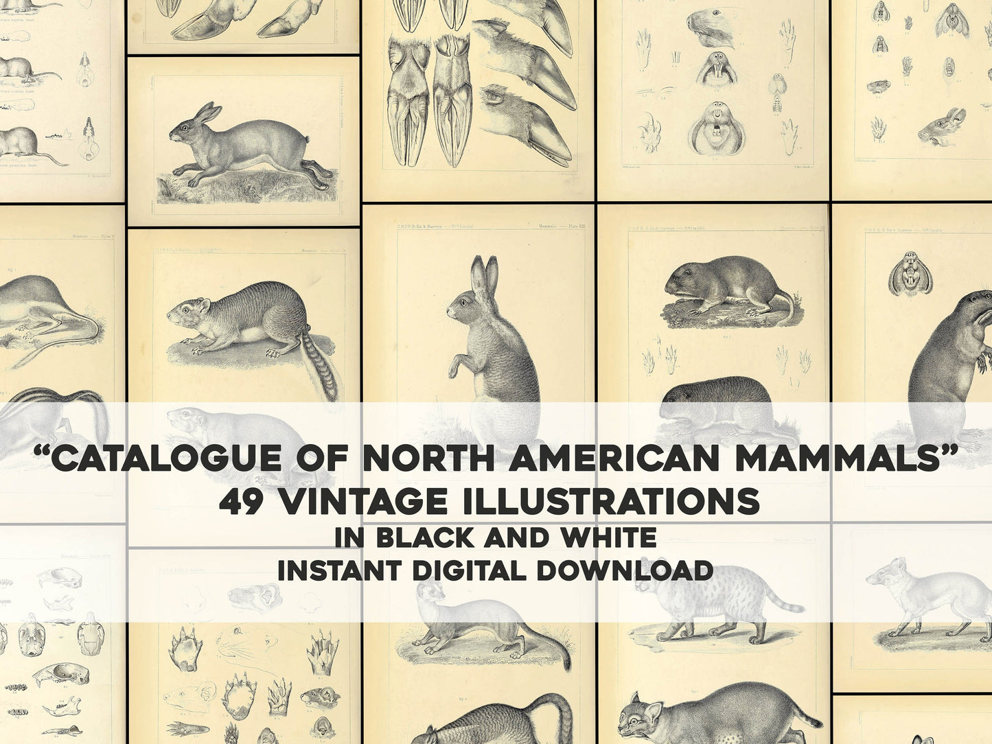 Catalogue of North American Mammals Set 2 [49 Images]