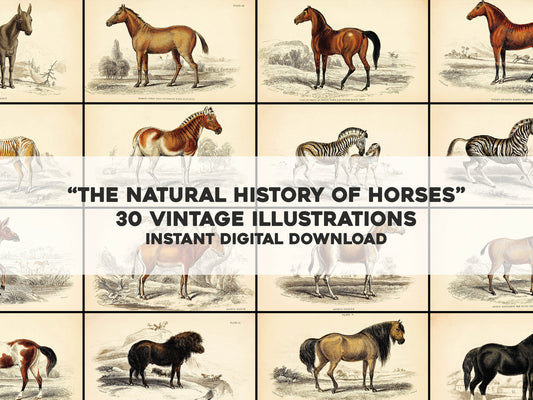 The Natural History of Horses [30 Images]